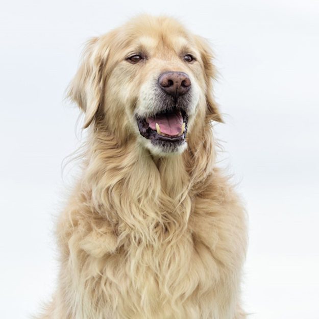 buddy hunde-coach
