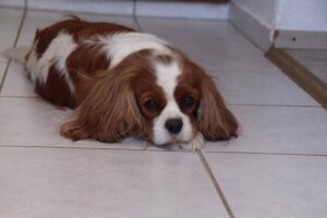 Cavalier
